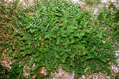 Indigofera cordifolia